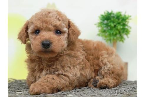 成約済の千葉県のトイプードル-223818の4枚目