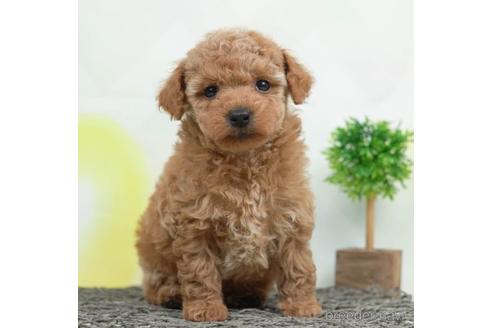 成約済の千葉県のトイプードル-223818の3枚目