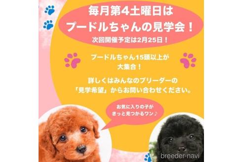 成約済の千葉県のトイプードル-223818の2枚目