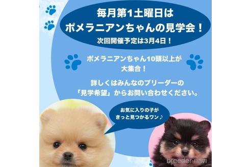 成約済の千葉県のポメラニアン-223819の5枚目