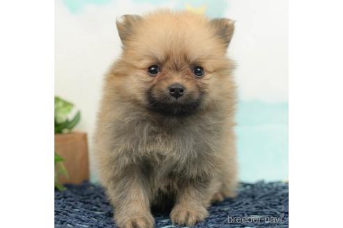 成約済の千葉県のポメラニアン-223820の1枚目