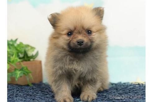 成約済の千葉県のポメラニアン-223820の2枚目