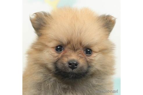 成約済の千葉県のポメラニアン-223820の3枚目