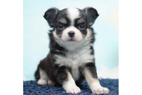 成約済の千葉県のチワワ(ロングコート)-223826の2枚目