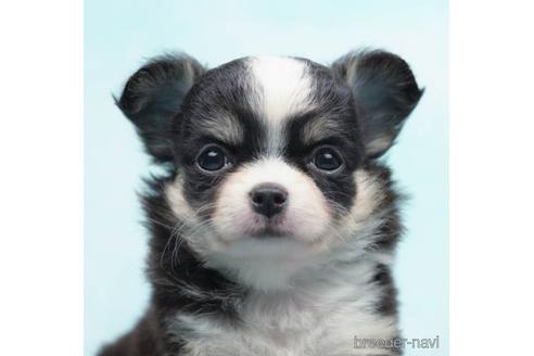 成約済の千葉県のチワワ(ロングコート)-223826の1枚目