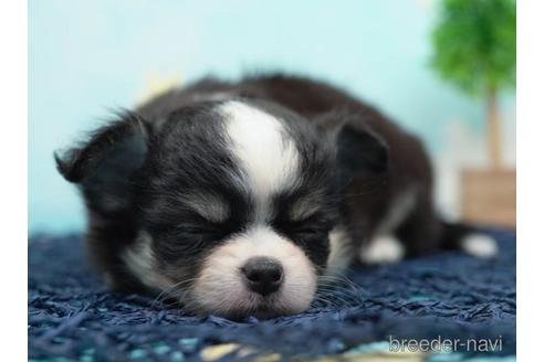 成約済の千葉県のチワワ(ロングコート)-223826の4枚目