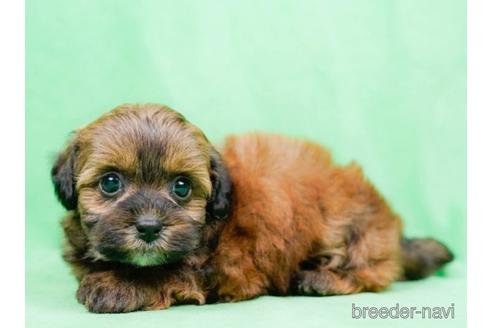 成約済の東京都のミックス犬-223828の2枚目