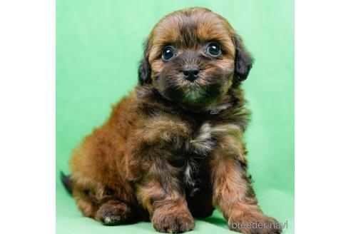 成約済の東京都のミックス犬-223828の4枚目