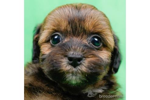 成約済の東京都のミックス犬-223828