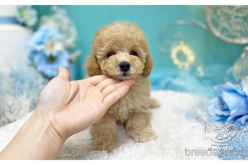 成約済の愛知県のトイプードル-223722の2枚目