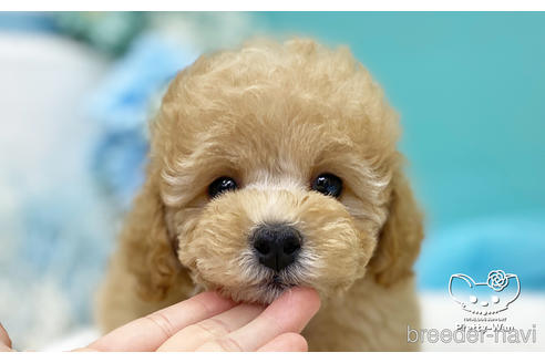 成約済の愛知県のトイプードル-223722の1枚目