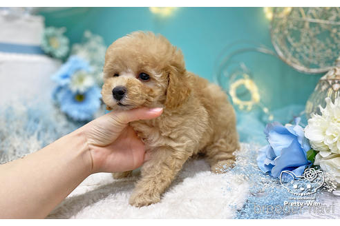 成約済の愛知県のトイプードル-223722の4枚目