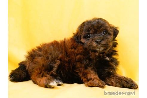 成約済の東京都のミックス犬-223830の3枚目