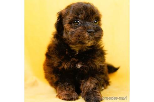 成約済の東京都のミックス犬-223830の4枚目