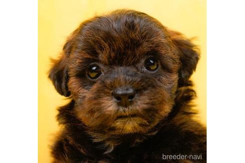 成約済の東京都のミックス犬-223830