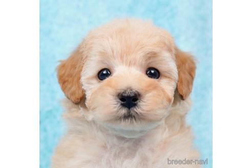 成約済の東京都のトイプードル-223831