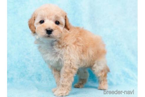 成約済の東京都のトイプードル-223831の3枚目