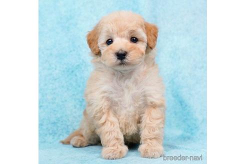 成約済の東京都のトイプードル-223831の4枚目