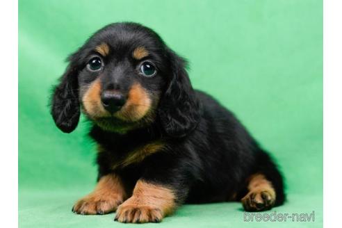 成約済の東京都のミニチュアダックスフンド(ロングヘアード)-223832の2枚目