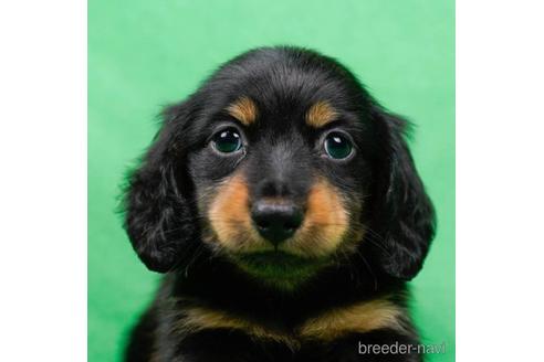 成約済の東京都のミニチュアダックスフンド(ロングヘアード)-223832の1枚目