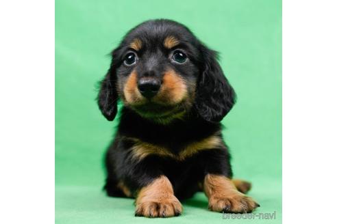 成約済の東京都のミニチュアダックスフンド(ロングヘアード)-223832の4枚目