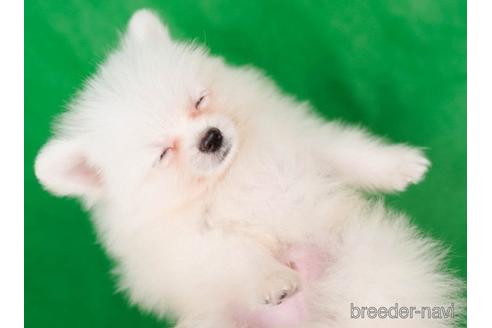 成約済の東京都のポメラニアン-223833の4枚目