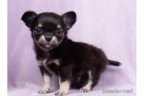 成約済の東京都のチワワ(ロングコート)-223835の2枚目