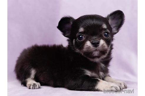 成約済の東京都のチワワ(ロングコート)-223835の3枚目