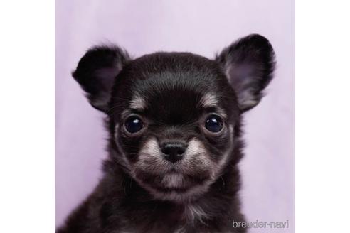 成約済の東京都のチワワ(ロングコート)-223835の1枚目