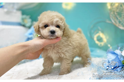 成約済の愛知県のトイプードル-223723の2枚目