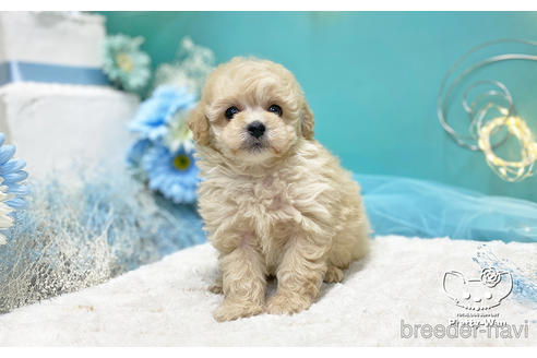 成約済の愛知県のトイプードル-223723の3枚目