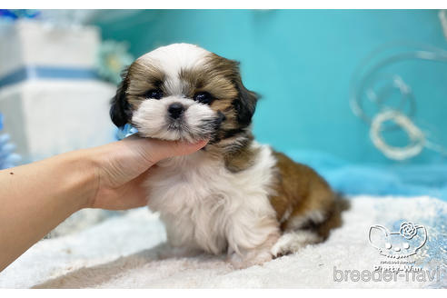 成約済の愛知県のシーズー-223719の6枚目