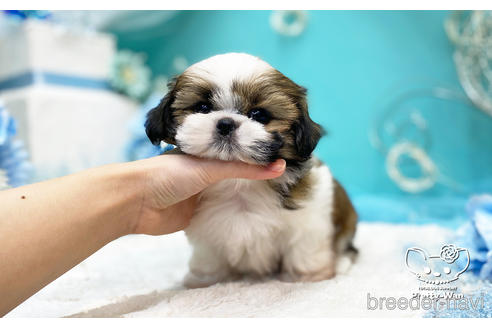 成約済の愛知県のシーズー-223719の7枚目