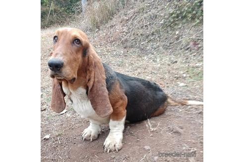 成約済の神奈川県のバセットハウンド-178376の4枚目