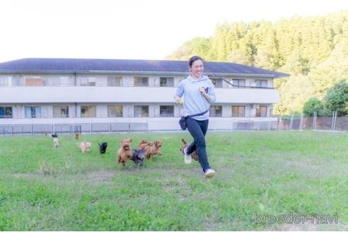 成約済の千葉県のマルプー:マルチーズ×トイプードル-223928の5枚目