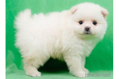 成約済の千葉県のポメラニアン-223929の4枚目