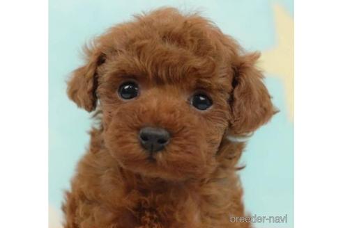 成約済の千葉県のタイニープードル-223930の1枚目