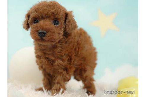 成約済の千葉県のタイニープードル-223930の3枚目