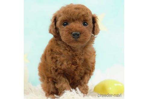 成約済の千葉県のタイニープードル-223930の2枚目