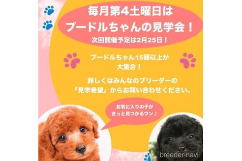 成約済の千葉県のタイニープードル-223930の4枚目