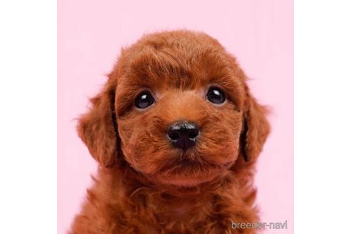 成約済の東京都のトイプードル-223932の1枚目