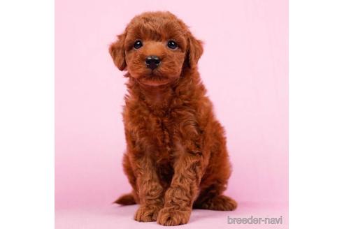 成約済の東京都のトイプードル-223932の5枚目