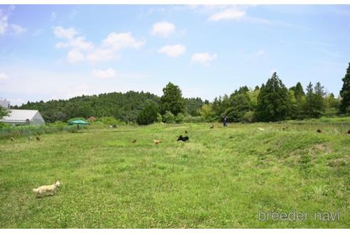 成約済の東京都のトイプードル-223932の2枚目