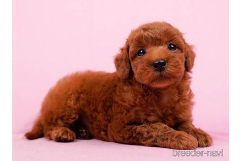 成約済の東京都のトイプードル-223932の4枚目