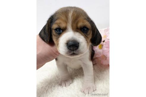 成約済の愛知県のビーグル-223942の1枚目