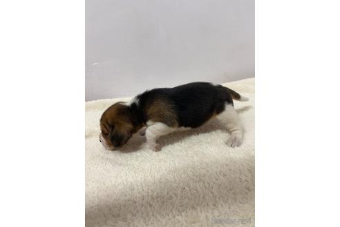 成約済の愛知県のビーグル-223942の6枚目