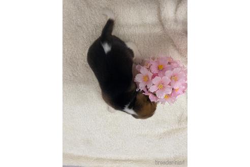 成約済の愛知県のビーグル-223942の3枚目