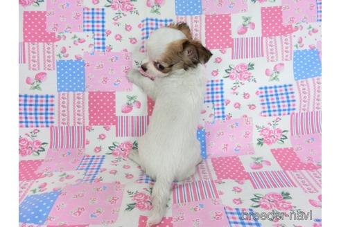 成約済の千葉県のチワワ(ロングコート)-223962の16枚目