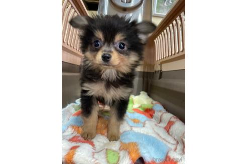 成約済の愛媛県のチワワ(ロングコート)-223973