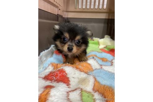 成約済の愛媛県のチワワ(ロングコート)-223973の2枚目